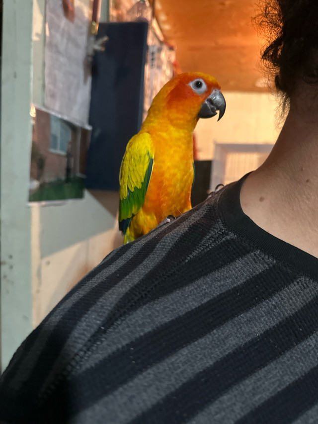 Sun Conure in Birds for Rehoming in Kitchener / Waterloo - Image 2