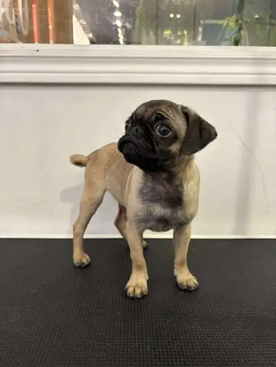 Puppies!!!! Cocker et pug, View more