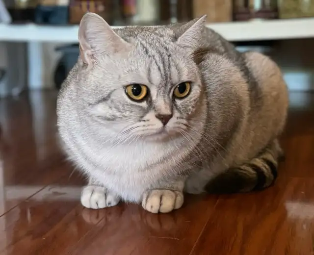 ❤️❤️Cute Purebred British/Scottish shorthair kittens in Cats & Kittens for Rehoming in City of Toronto - Image 11