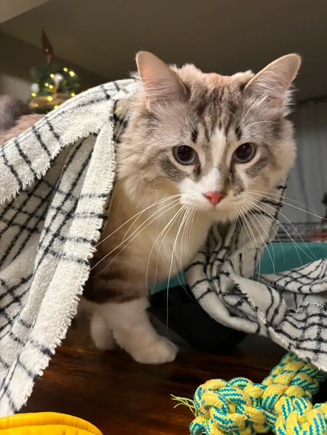 Cat for rehoming