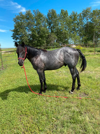 2021 Blue Roan Gelding 