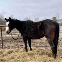 7 year old unbroke paint/QH mare 