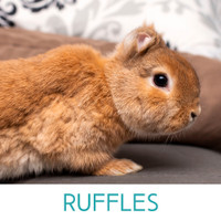 Ruffles - Neutered Male