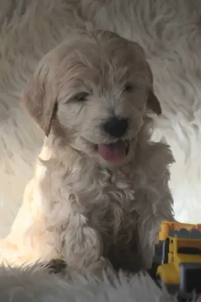 F1b Moyen Goldendoodle Puppies READY NOW, View more
