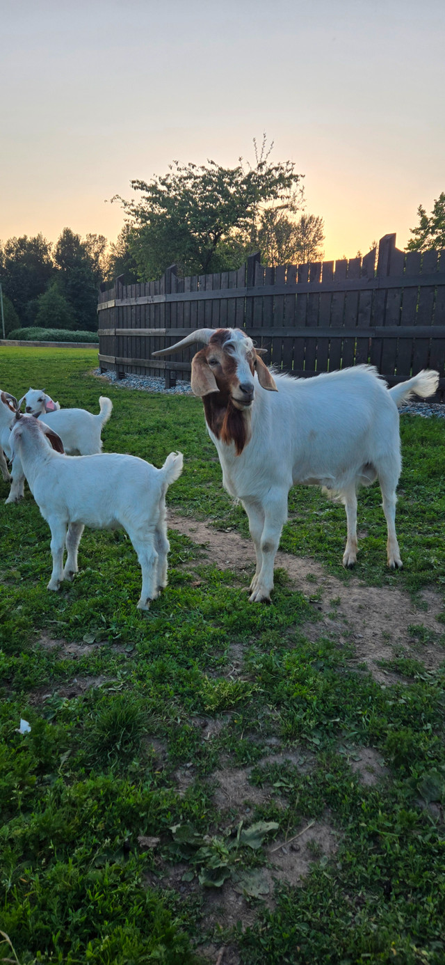 Boer x saanen goat kids for sale. in Livestock in Abbotsford - Image 3