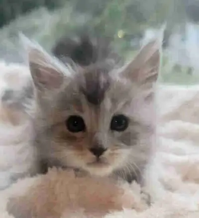 Maine Coon Kittens, View more