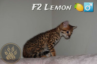 F2- F6-F8 Savannah kittens Tica Registered