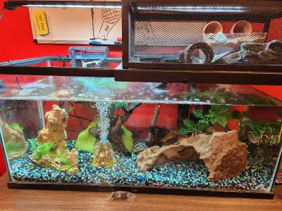 40 gallon breeder fish tank set up, View more