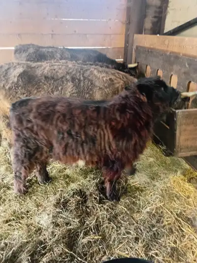 Highland/Belted bull calf, View more