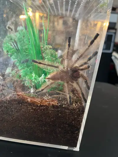 Mature Male - Peach Earth Tiger Tarantula, View more