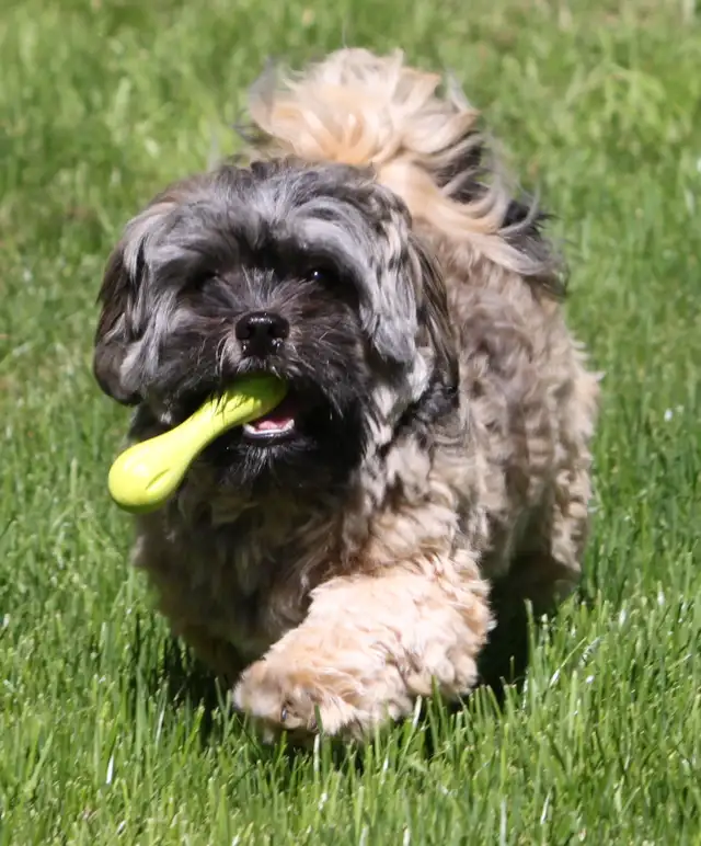 Tiny Teddys | Teddy Bear Puppy • Zuchon Shichon Shih-Tzu Bichon in Dogs & Puppies for Rehoming in North Shore - Image 5
