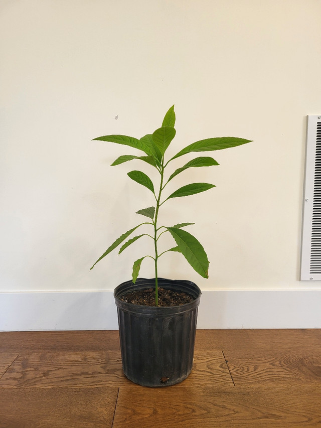 Healthy Avocado Tree (26 Inches Tall) in Plants, Fertilizer & Soil in City of Toronto - Image 2