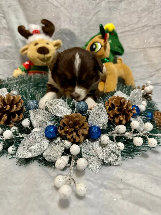 CKC Miniature American Shepherd (AKA Mini Aussie) in Dogs & Puppies for Rehoming in Napanee - Image 6