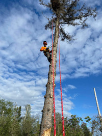 Urban Forestry Tree Services