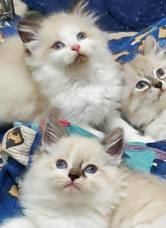 Male and female Ragdoll Himalayan kittens Cats & Kittens for Rehoming