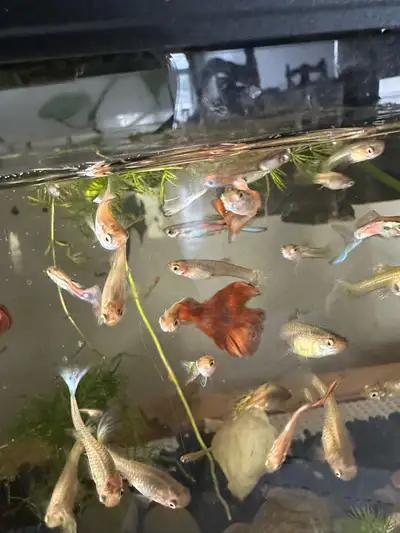 Guppies and snails for rehoming, View more