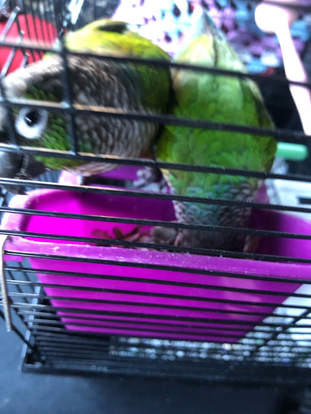 Pair of Green Cheek conures for rehoming in Birds for Rehoming in Red Deer - Image 4