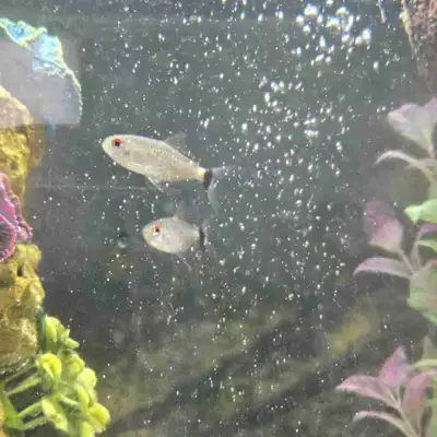 Two Lampeye Tetras, View more