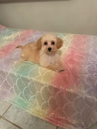 Female Toy Poodle Puppies, View more