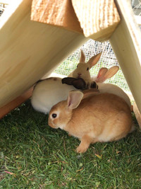 Rabbits for sale kamloops/Pinantan