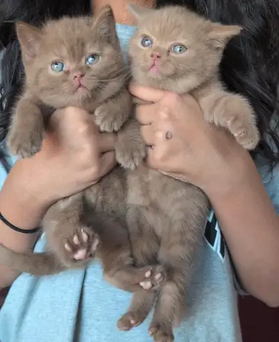 ❤️Purebred British Shorthair Cinnamon, View more