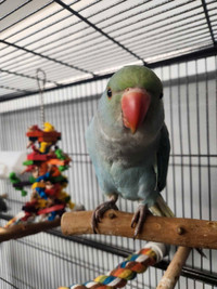 Male Indian Ringneck Baby
