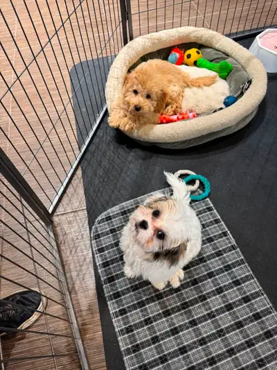 200$ each. Vaccine and deworm. Pick up in Gatineau, no delivery. First come, first serve.