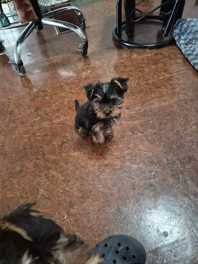 CHIOTS YORKSHIRE PUPPIES | Dogs & Puppies for Rehoming | Gatineau ...
