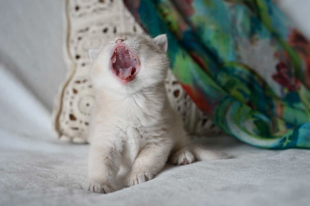 British shorthair male pure race  dans Chats et chatons à adopter  à Laval/Rive Nord - Image 2