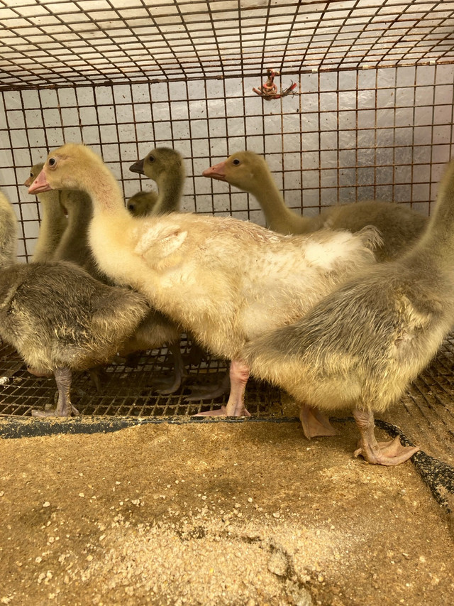 BABY GEESE in Livestock in Leamington