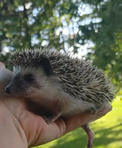 Tory Pinto baby girl hedgehog❤️ Text to reply only please :), View more