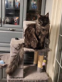Maine Coon  year old male black smoke