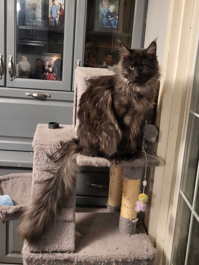 Maine Coon  year old male black smoke in Cats & Kittens for Rehoming in Saskatoon