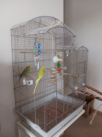 2 very happy and healthy Budgie Birds with a large cage