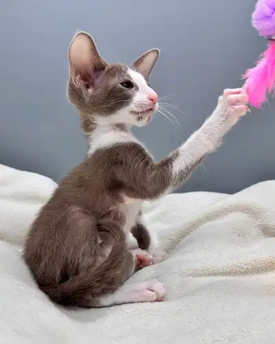 Oriental Shorthair Kitten, View more