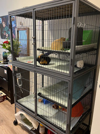 two female ginnea pigs and leveled cage, food and toys etc