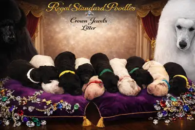 Standard Poodle litter announcement, View more