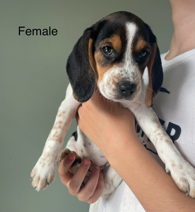 BEAGLE PUPPIES HUBLEY, - Ready to go in Dogs & Puppies for Rehoming in Dartmouth - Image 4