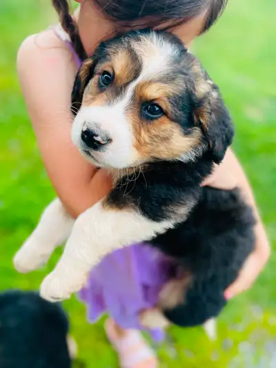 Great Bernese Puppies, View more
