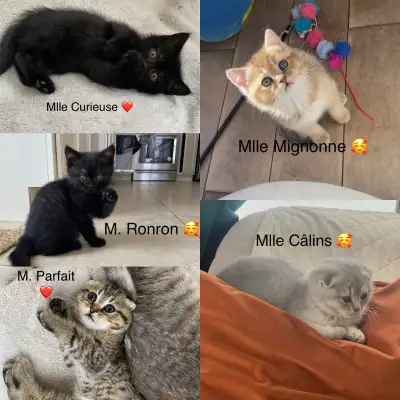 Chatons scottish ! Les plus gentils, View more