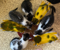 Free Kittens, 4 left, 