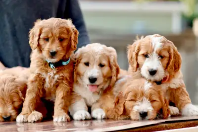 Medium goldendoodle f1, View more