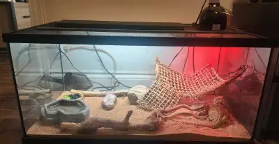 pogona (dragon barbu) avec grand terrarium, View more