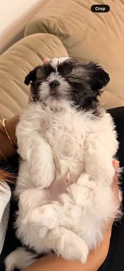 7 weeks Shihtzu for sale, View more