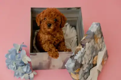 Toy Poodle Puppies Available, View more