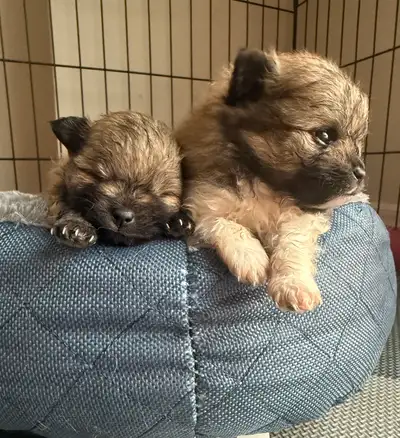 pure Pomeranian puppies, View more