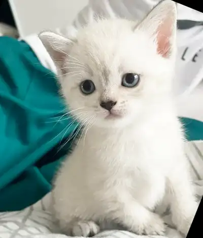 Ragdoll kittens for Sale, View more