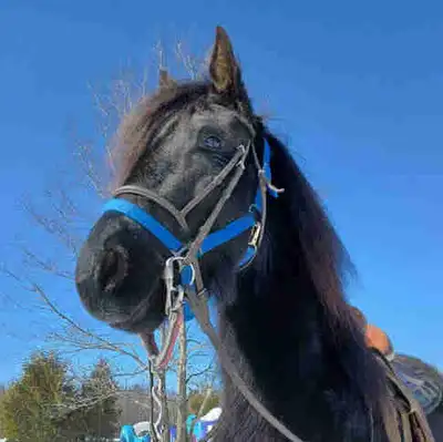 Friesian Mare, View more