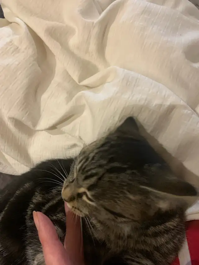 Ring in the new year with a new fuzzy friend