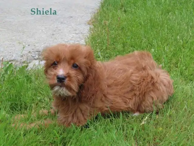 Cockapoo puppies for sale in Dogs & Puppies for Rehoming in Kitchener / Waterloo - Image 2